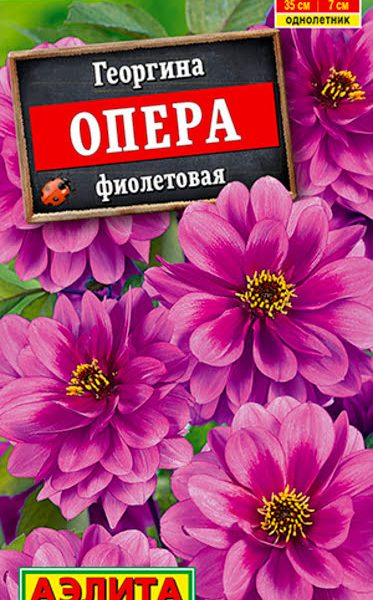 АЭЛИТА ГЕОРГИНА ОПЕРА ФИОЛЕТОВАЯ Ц/П 7 шт