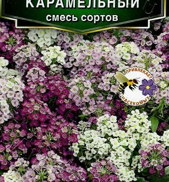 АЭЛИТА АЛИССУМ КАРАМЕЛЬНЫЙ, СМЕСЬ СОРТОВ Ц/П 0,05 г
