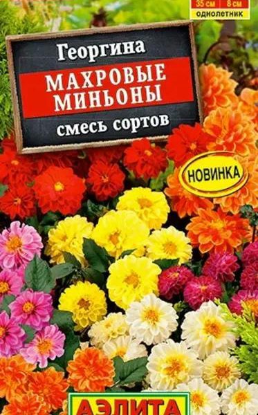 АЭЛИТА ГЕОРГИНА МАХРОВЫЕ МИНЬОНЫ, СМЕСЬ СОРТОВ Ц/П 7 шт