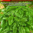 АЭЛИТА БАЗИЛИК ОВОЩНОЙ ЛАЙМ Ц/П 0,3 г