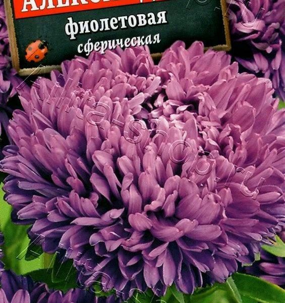 АЭЛИТА АСТРА АЛЕКСАНДРИЯ ФИОЛЕТОВАЯ Ц/П 0,1 г