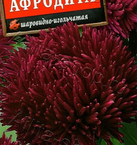 АЭЛИТА АСТРА АФРОДИТА Ц/П 0,1 г