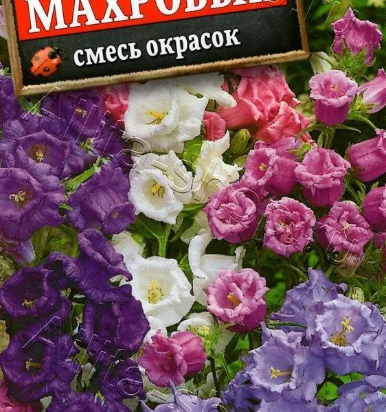АЭЛИТА КОЛОКОЛЬЧИК СРЕДНИЙ МАХРОВЫЙ, СМЕСЬ СОРТОВ Ц/П 0,2 г