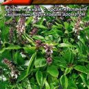 АЭЛИТА БАЗИЛИК ОВОЩНОЙ КАРАМЕЛЬНЫЙ Ц/П 0,3 г