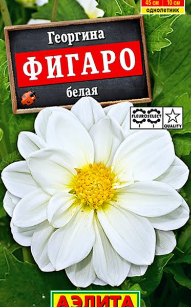 АЭЛИТА ГЕОРГИНА ФИГАРО МАХРОВАЯ БЕЛАЯ Ц/П 7 шт