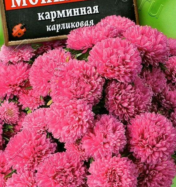 АЭЛИТА АСТРА МОНПАНСЬЕ КАРМИННАЯ Ц/П 0,2 г