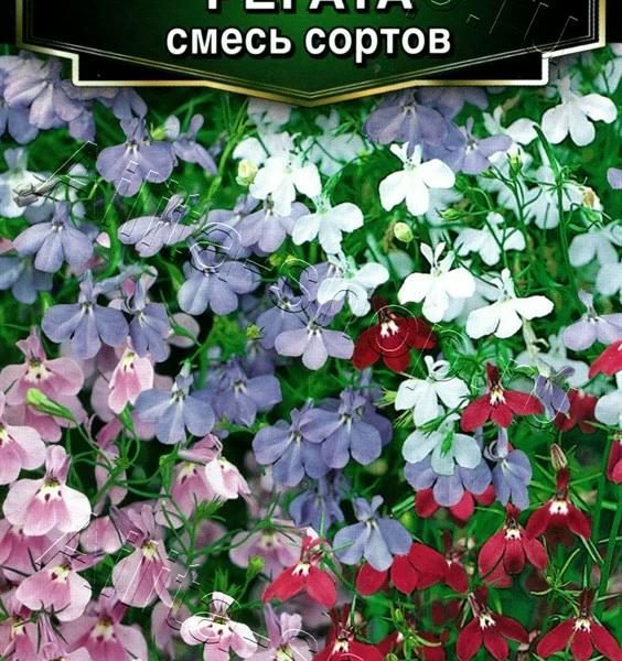АЭЛИТА ЛОБЕЛИЯ РЕГАТА АМПЕЛЬНАЯ, СМЕСЬ СОРТОВ Ц/П 3 шт