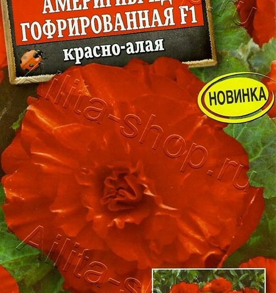АЭЛИТА БЕГОНИЯ АМЕРИГИБРИД ГОФРИРОВАННАЯ F1 КРАСНО-АЛАЯ Ц/П 5 шт
