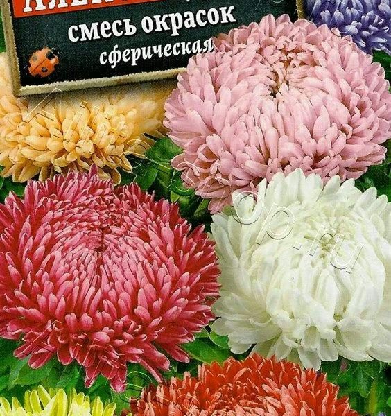АЭЛИТА АСТРА АЛЕКСАНДРИЯ, СМЕСЬ СОРТОВ Ц/П 0,2 г