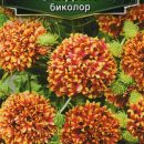АЭЛИТА ГАЙЛАРДИЯ САНДАНС БИКОЛОР Ц/П 0,05 г