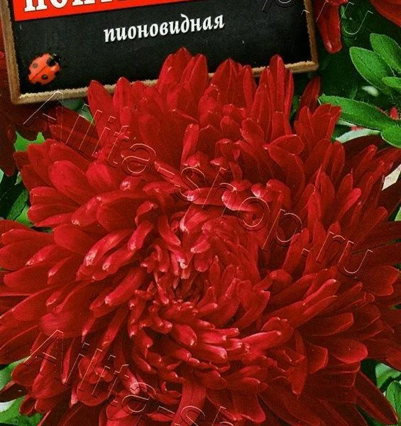 АЭЛИТА АСТРА ПОНТЕ ВЕККИО ПИОНОВИДНАЯ Ц/П 0,2 г