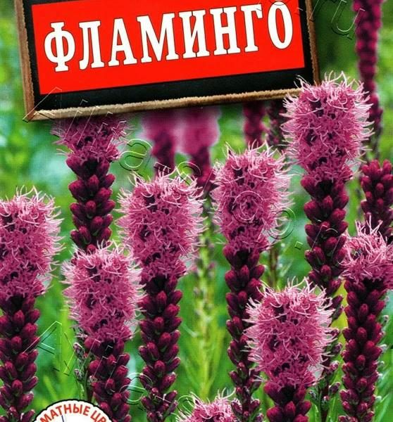 АЭЛИТА ЛИАТРИС ФЛАМИНГО Ц/П 0,1 г