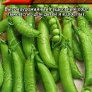 АЭЛИТА ГОРОХ ОВОЩНОЙ АЛЬФА Ц/П 10Г