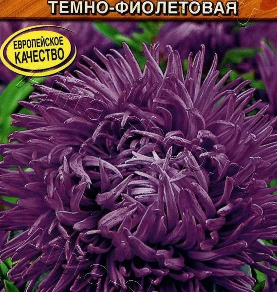 АЭЛИТА АСТРА ГРЕМЛИН ТЕМНО-ФИОЛЕТОВАЯ Ц/П 0,2 г