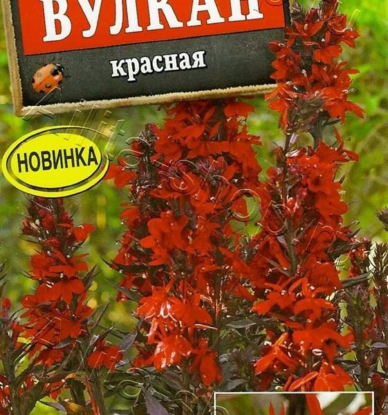 АЭЛИТА ЛОБЕЛИЯ ВУЛКАН КРАСНАЯ Ц/П 5 шт