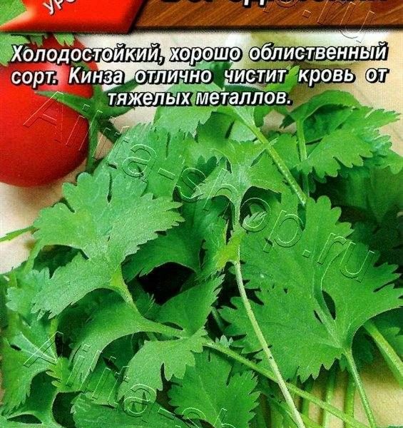 АЭЛИТА КОРИАНДР ОВОЩНОЙ БОРОДИНСКИЙ Лидер 3 г