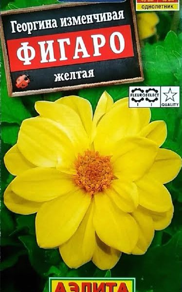 АЭЛИТА ГЕОРГИНА ФИГАРО МАХРОВАЯ КРАСНАЯ Ц/П 7 шт