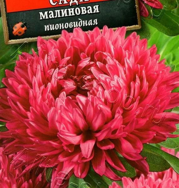 АЭЛИТА АСТРА КОРОЛЕВА САДА МАЛИНОВАЯ Ц/П 0,2 г