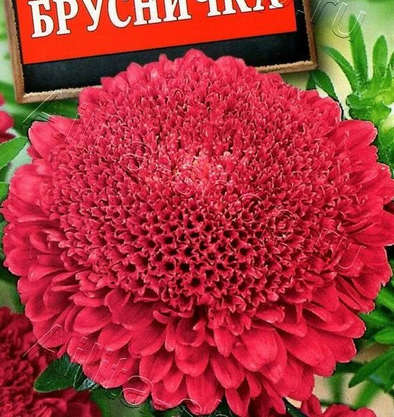 АЭЛИТА АСТРА БРУСНИЧКА Ц/П 0,2 г