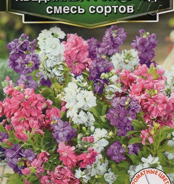АЭЛИТА ЛЕВКОЙ КВЕДЛИНБУРГСКОЕ ЧУДО, СМЕСЬ СОРТОВ Ц/П 0,1 г