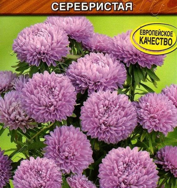 АЭЛИТА АСТРА МОНПАНСЬЕ СЕРЕБРИСТАЯ Ц/П 0,2 г