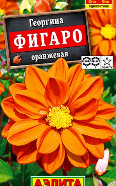 АЭЛИТА ГЕОРГИНА ФИГАРО МАХРОВАЯ ОРАНЖЕВАЯ Ц/П 7 шт