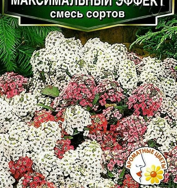 АЭЛИТА АЛИССУМ МАКСИМАЛЬНЫЙ ЭФФЕКТ, СМЕСЬ СОРТОВ Ц/П 0,05 г