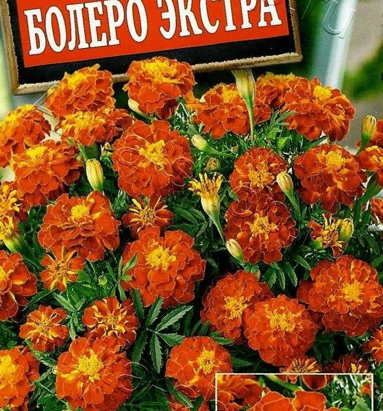 АЭЛИТА БАРХАТЦЫ БОЛЕРО ЭКСТРА ОТКЛОНЕННЫЕ Ц/П 0,3 г