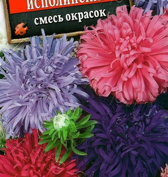 АЭЛИТА АСТРА КАЛИФОРНИЙСКАЯ ИСПОЛИНСКАЯ, СМЕСЬ СОРТОВ Ц/П 0,2 г