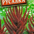 АЭЛИТА АМАРАНТ РУСАЛКА Ц/П 0,3 г
