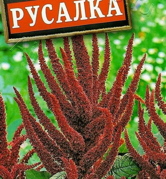 АЭЛИТА АМАРАНТ РУСАЛКА Ц/П 0,3 г
