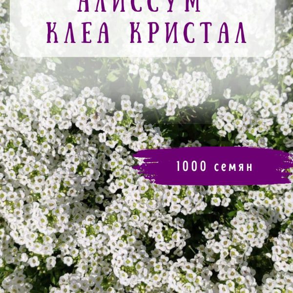 АЛИССУМ КЛЕА КРИСТАЛ ВАЙТ 1000 С