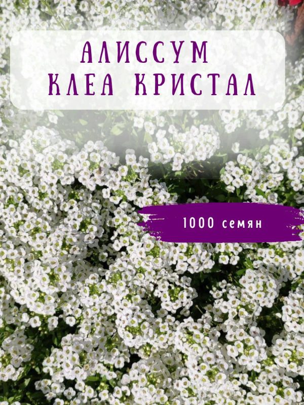 АЛИССУМ КЛЕА КРИСТАЛ ВАЙТ 1000 С