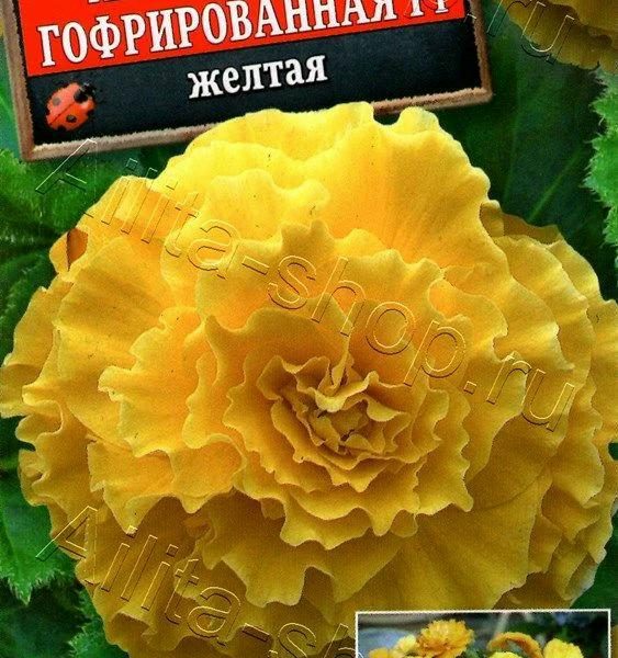 АЭЛИТА БЕГОНИЯ АМЕРИГИБРИД ГОФРИРОВАННАЯ F1 ЖЕЛТАЯ Ц/П 5 шт