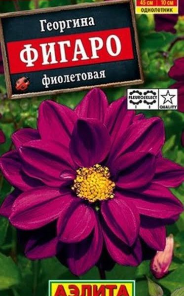 АЭЛИТА ГЕОРГИНА ФИГАРО МАХРОВАЯ ФИОЛЕТОВАЯ Ц/П 7 шт