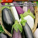 АЭЛИТА БАКЛАЖАН ИКОРНЫЙ РАЙ, СМЕСЬ Ц/П 0,3 г