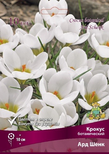 КРОКУС БОТАНИЧЕСКИЙ АРД ШЕНК 5+/К 10ШТ 845550
