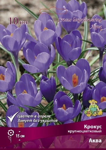 КРОКУС КРУПНОЦВЕТКОВЫЙ АКВА 7-8/К 10ШТ 845320