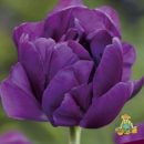 ТЮЛЬПАН МАХРОВЫЙ ПОЗДНИЙ БЛУ ВАУ, 7ШТ, 11/12/К) 833144