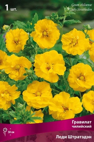 ГРАВИЛАТ ЧИЛИЙСКИЙ ЛЕДИ ШТРАТЭДЭН/К 743345