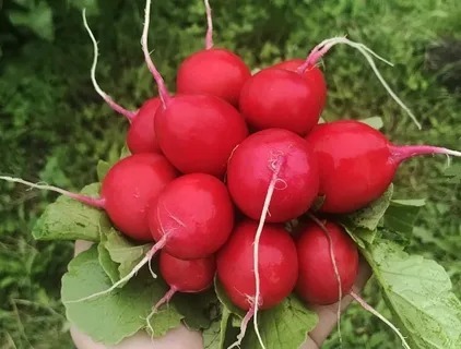РЕДИС САРИТА 500 ГР /ЭНЗА