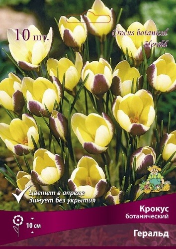 КРОКУС БОТАНИЧЕСКИЙ ГЕРАЛЬД 5+/К 10ШТ 845551