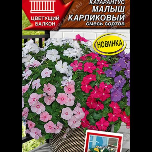 АЭЛИТА КАТАРАНТУС МАЛЫШ КАРЛИКОВЫЙ, СМЕСЬ СОРТОВ  Ц/П 0,05 г