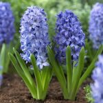 1687157592_kartin-papik-pro-p-kartinki-nazvaniya-lukovichnikh-tsvetov-14