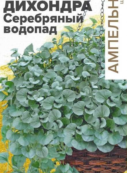 СЕМЕНА АЛТАЯ ЦВЕТЫ ДИХОНДРА СЕРЕБРЯНЫЙ ВОДОПАД ЦП 3 ШТ. АМПЕЛЬНЫЕ ШЕДЕВРЫ
