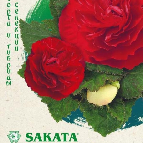 ГАВРИШ БЕГОНИЯ ФОРТУНА ДИП РЕД F1 КЛУБН.ПИОНОВИД. ГРАНУЛ. 4ШТ. ПРОБИРКА САКАТА СЕРИЯ ЭКСКЛЮЗИВ