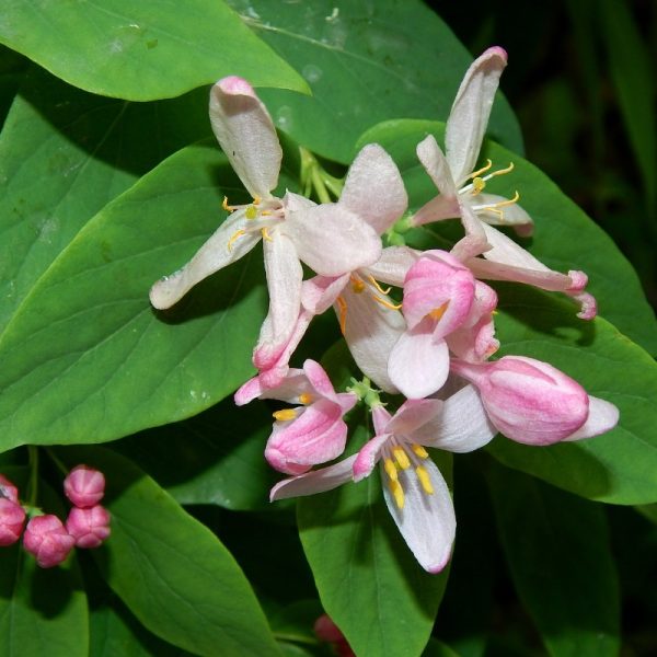 ГАВРИШ ЖИМОЛОСТЬ ТАТАРСКАЯ КАЗАНОВА* 0,08 Г