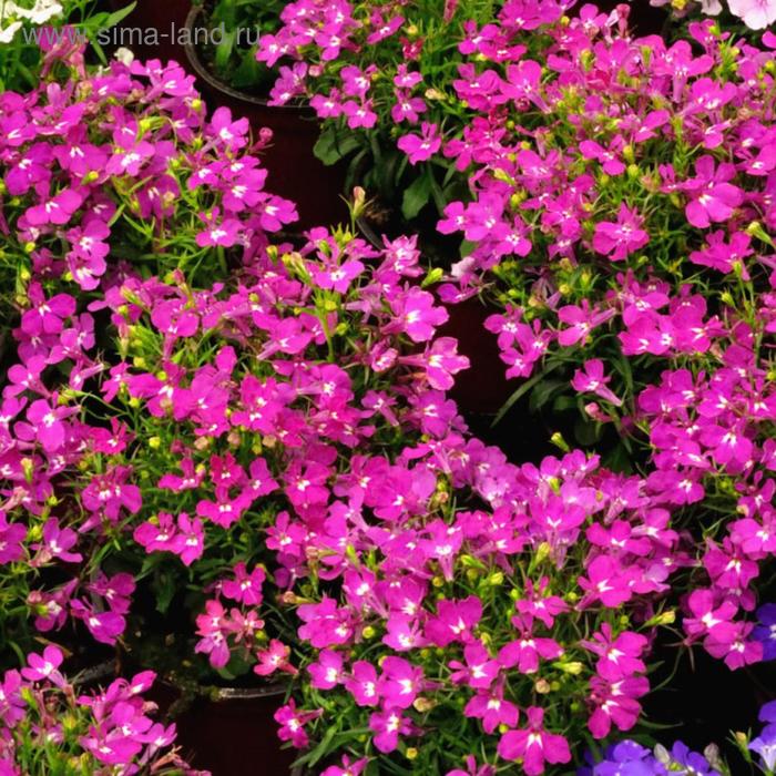 ПОИСК ЛОБЕЛИЯ ПРЯМОСТОЯЧАЯ РИВЬЕРА РОУЗ (1УП-100М/ДРАЖЕ)