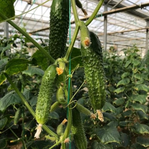 ОГУРЕЦ СТРАЖ F1 500 С /ЮКСЕЛ