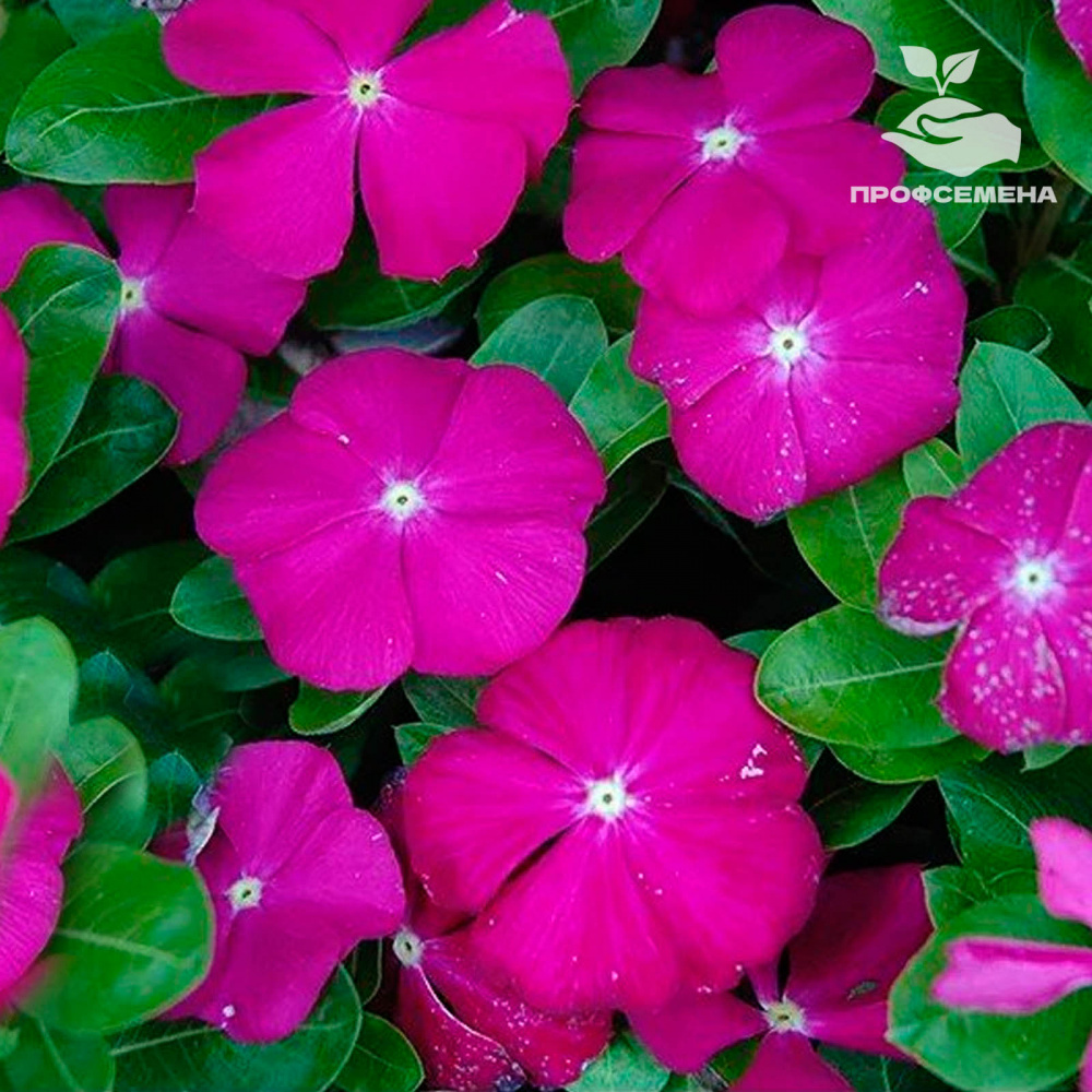 ПОИСК КАТАРАНТУС ПАЦИФИКА ИКСПИ ОРХИД ДИП(1УП-100ШТ)